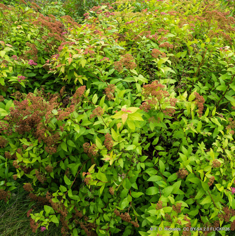 Spiraea japonica 'Goldflame' 3ltr