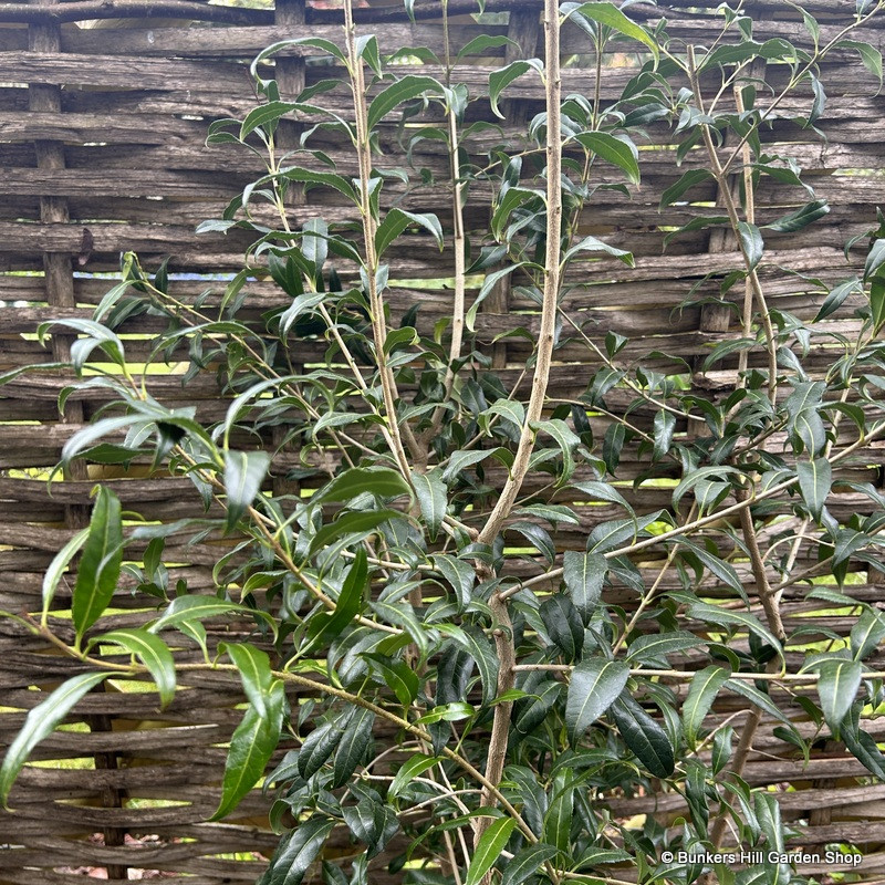 Osmanthus 'Fragrans'