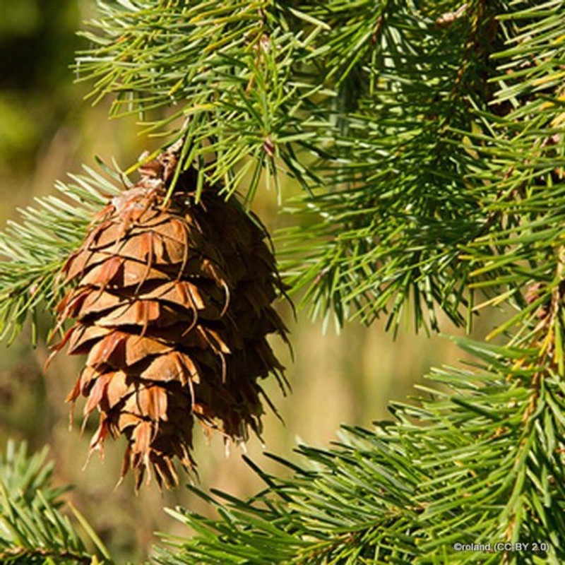 Pseudotsuga menziesii - Douglas Fir