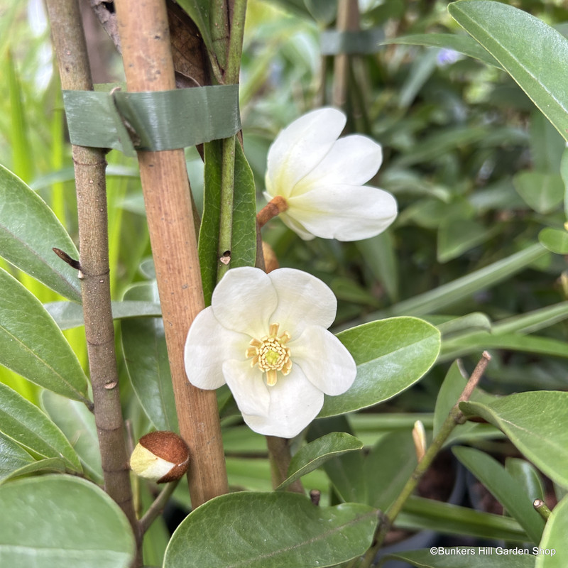 Magnolia 'Fairy White' (7.5L)