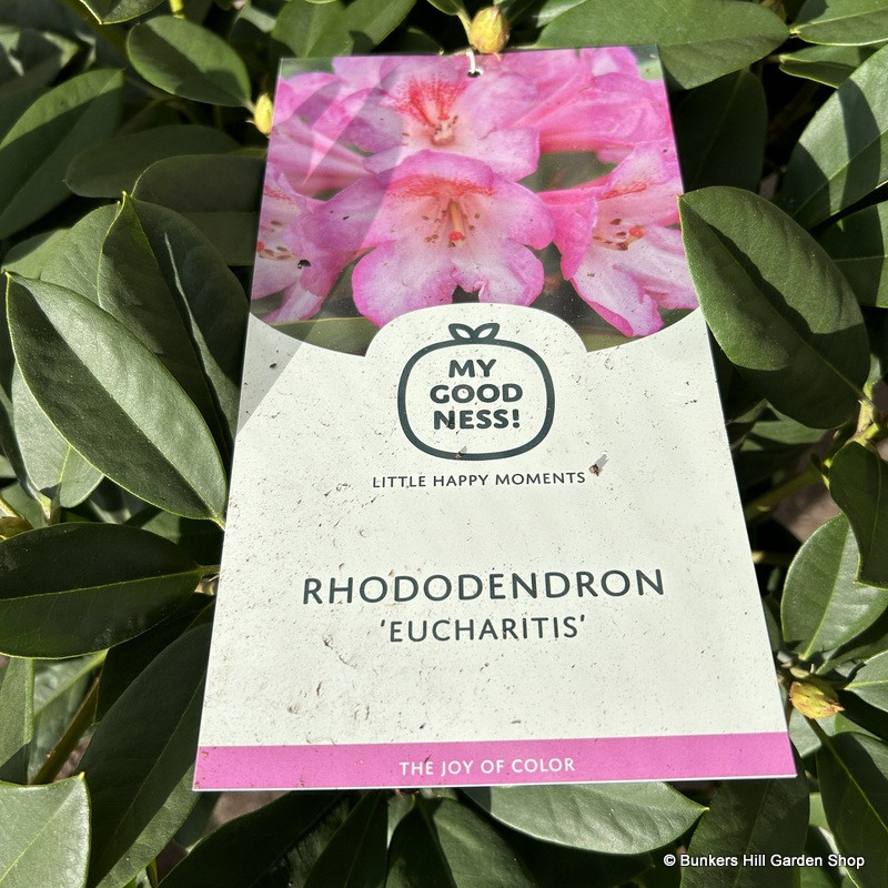 Rhododendendron 'Eucharitis' 15L