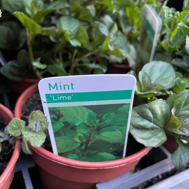 Lime Mint 11cm