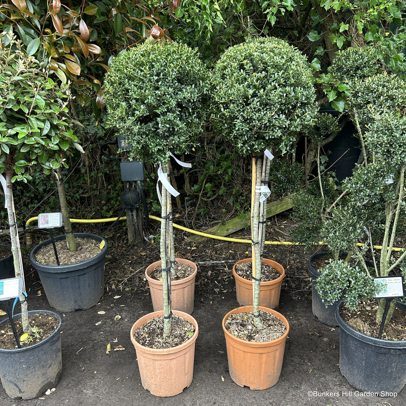 Ilex crenata 'Kinme' 3/4 standard