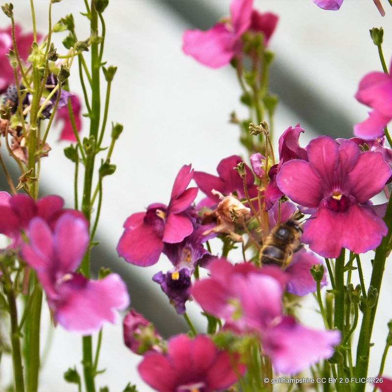 Nemesia - 1 Litre