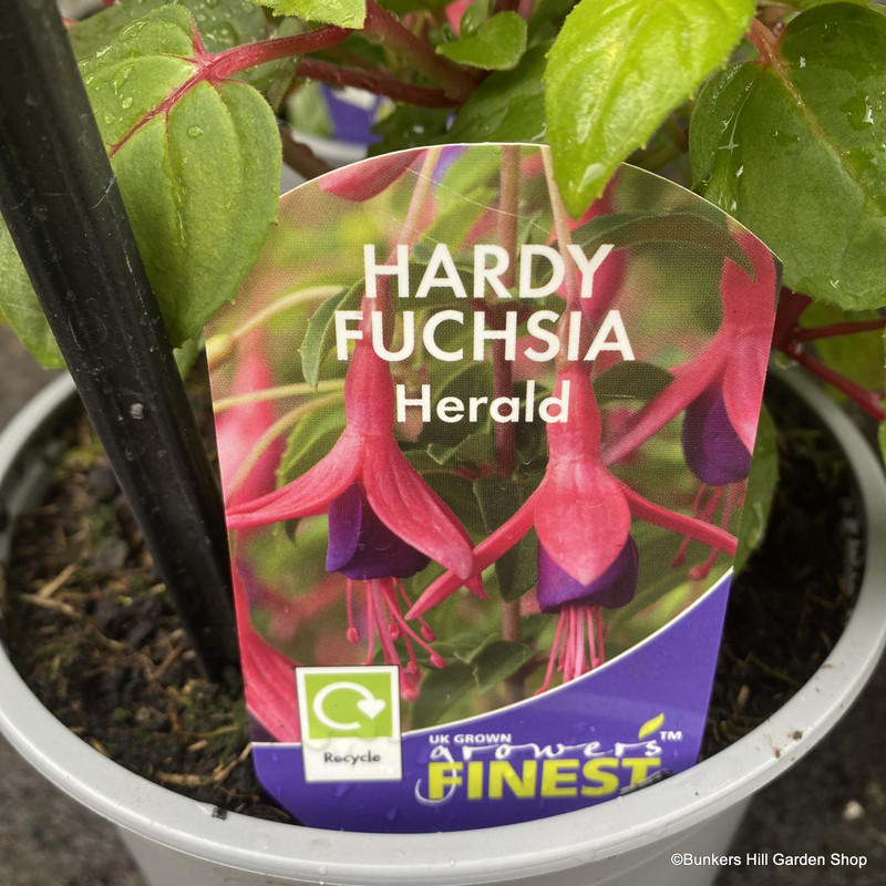 Fuchsia (Hardy) 'Herald' 3L