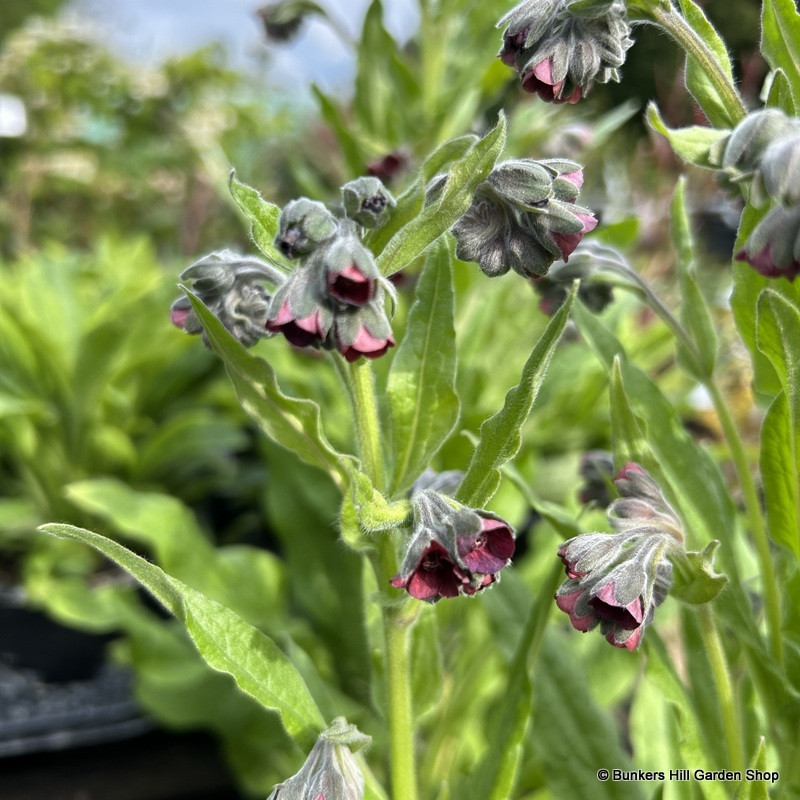 Cynoglossum dioscoridis