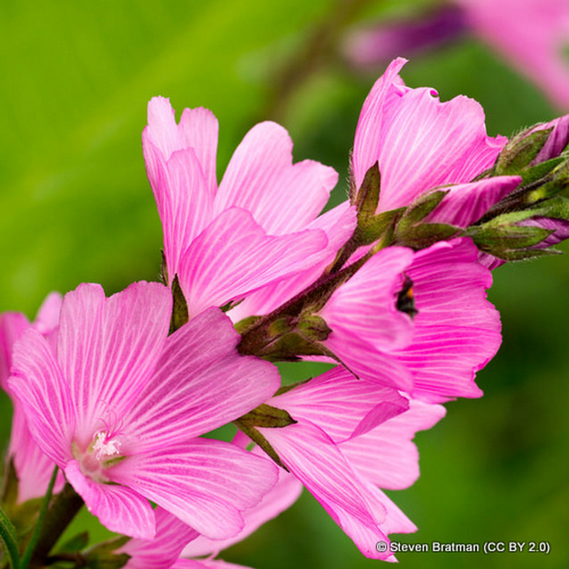 Sidalcea 'Party Girl' - 1ltr