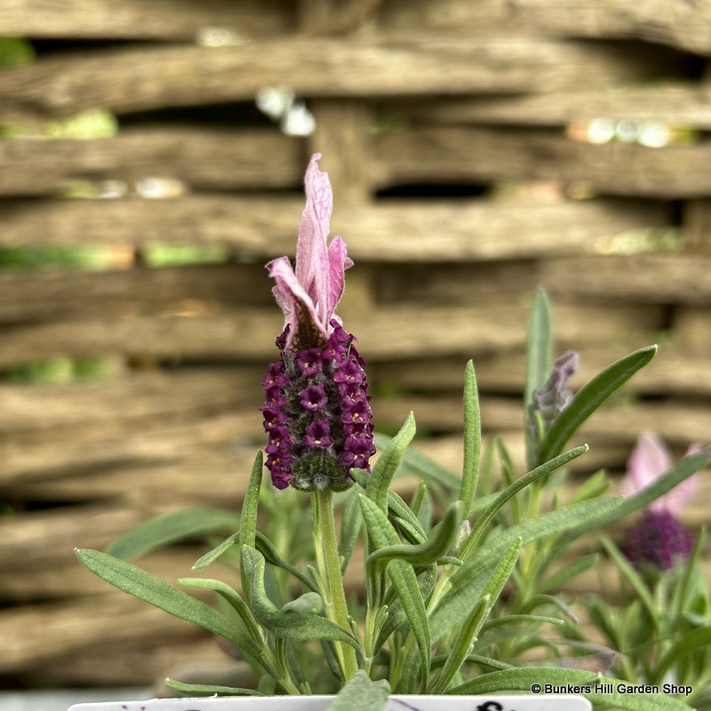 Lavandula stoechas 'Ruffles Mulberry' 1ltr pot