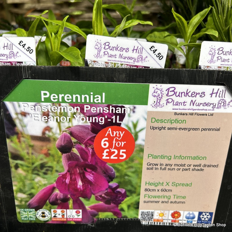 Penstemon 'Eleanor Young' 1ltr