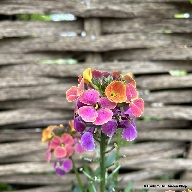 Erysimum  (wallflower)