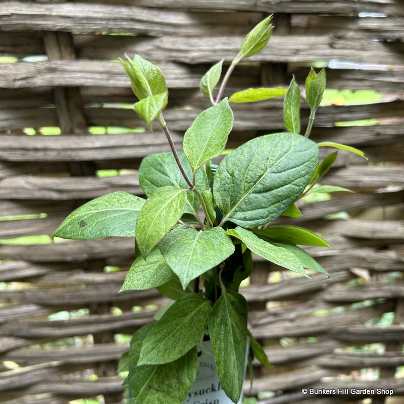 Lonicera 'Mint Crisp 3L