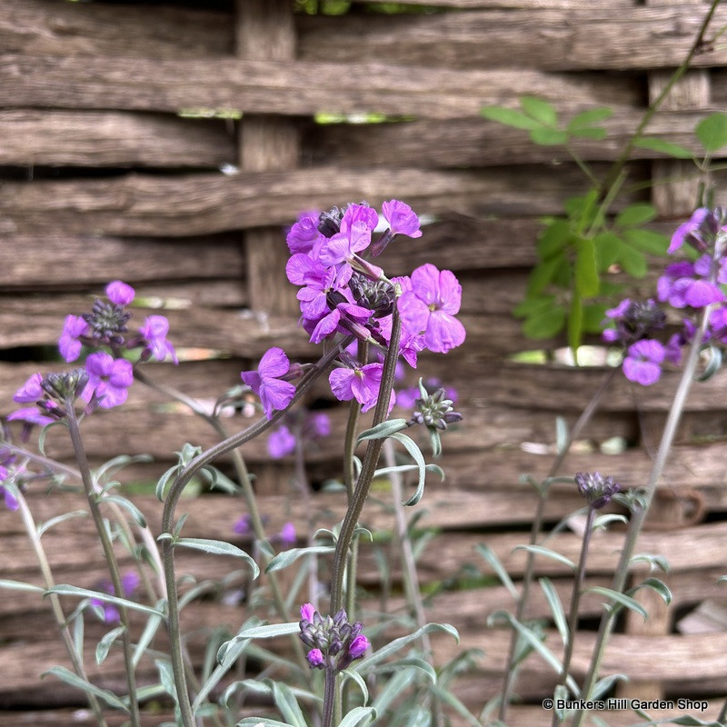 Erysimum 'Bowles Me Away' 2L