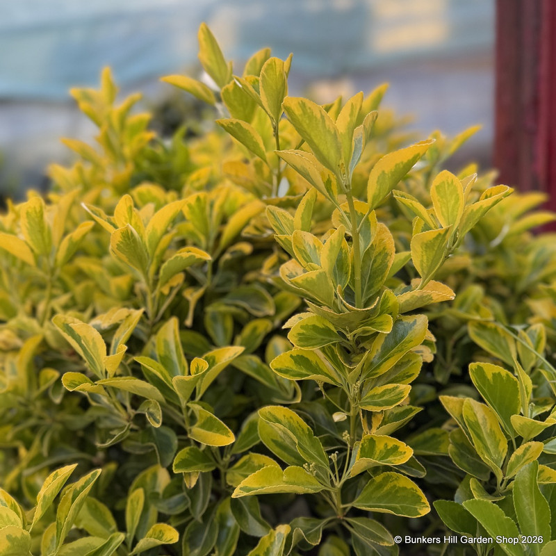 Euonymus jap. 'Ovatus aureus' 3L