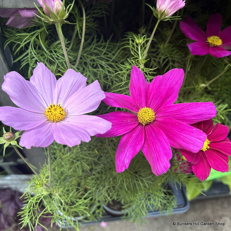 Cosmos mix varieties