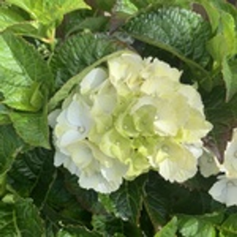 Hydrangea macro white