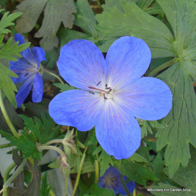 Geranium 'Johnson's Blue' 3L