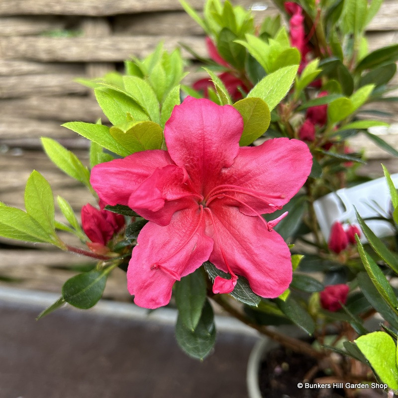 Rhododendron  (Japanese azalea) 'Arabesk' 2L