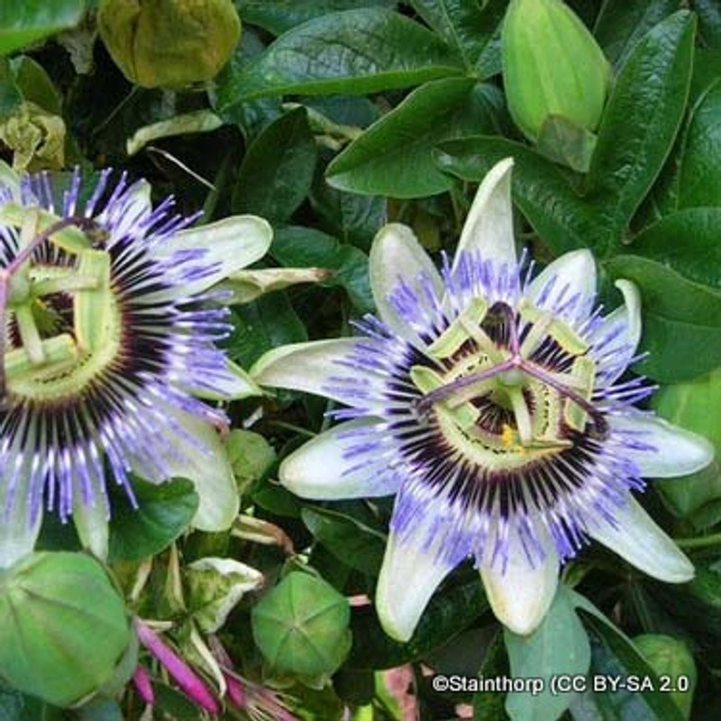 Passiflora (Passionflower) pyramid