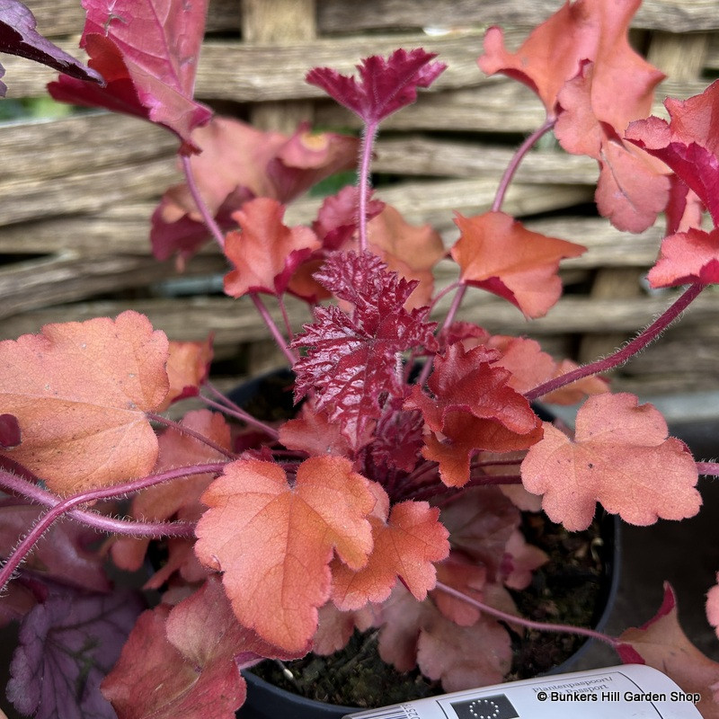 Heuchera Indian summer mix p15