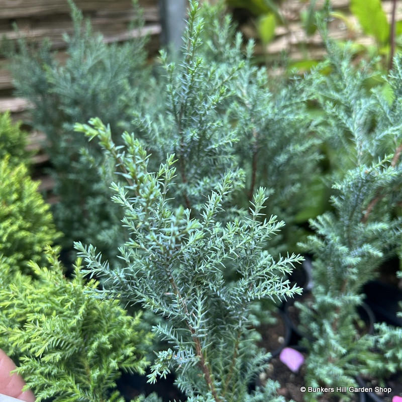 Conifer 'Blue Surprise'