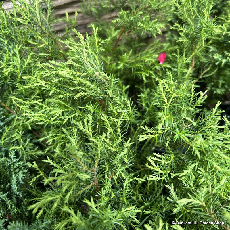 Ericoides (Baby Conifer Mix)