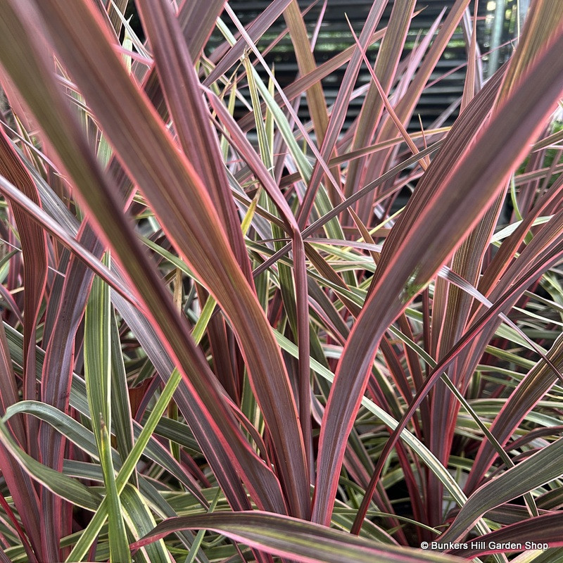 Cordyline 'Can can' 3L