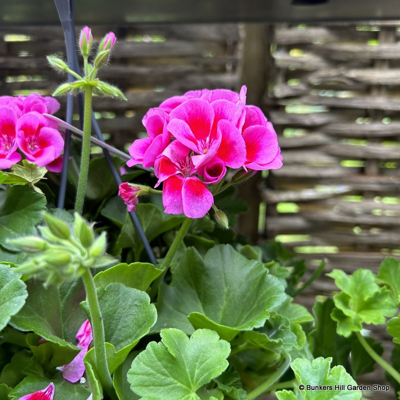 Pelargonium hanging pot