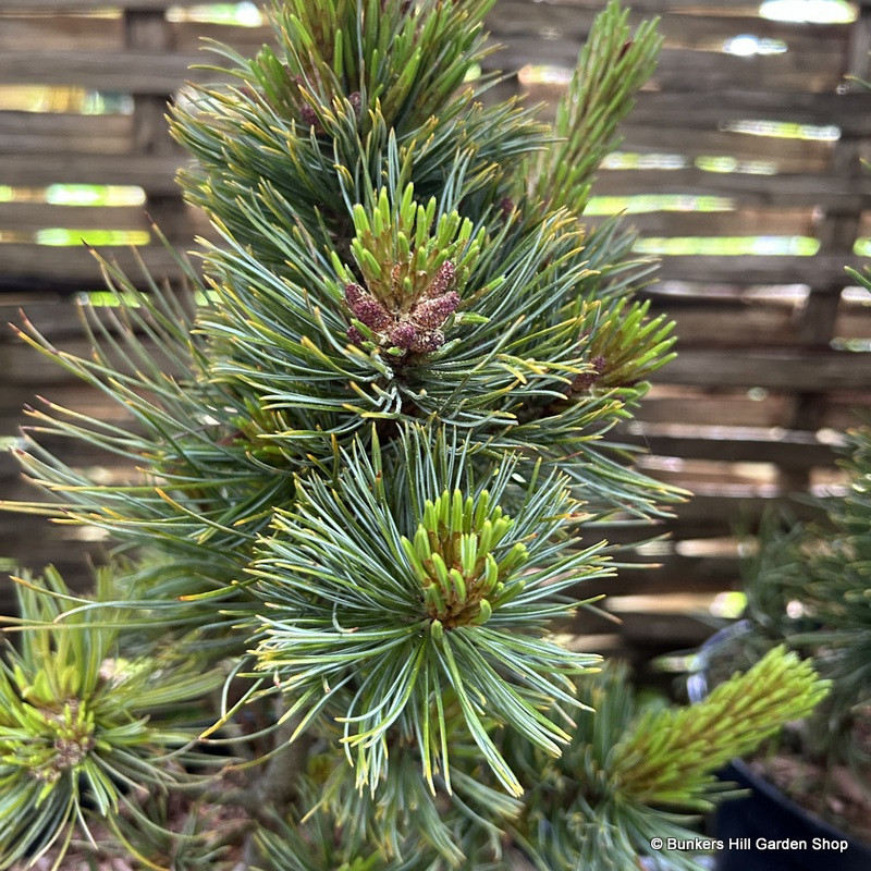 Pinus pumila 'Globe' 5L