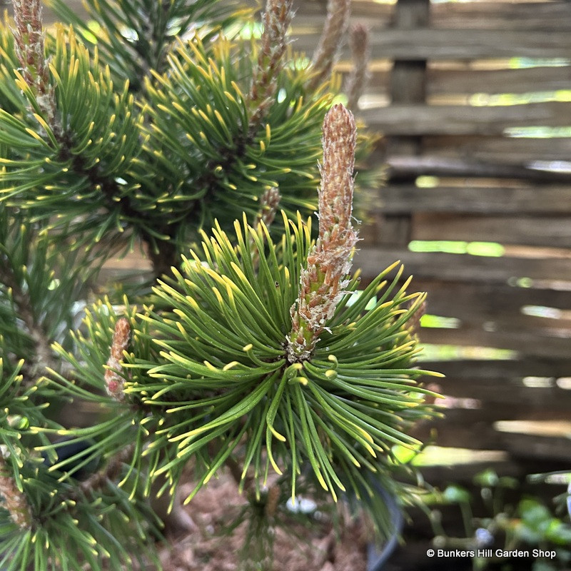 Pinus mugo 'Zundert' 5L
