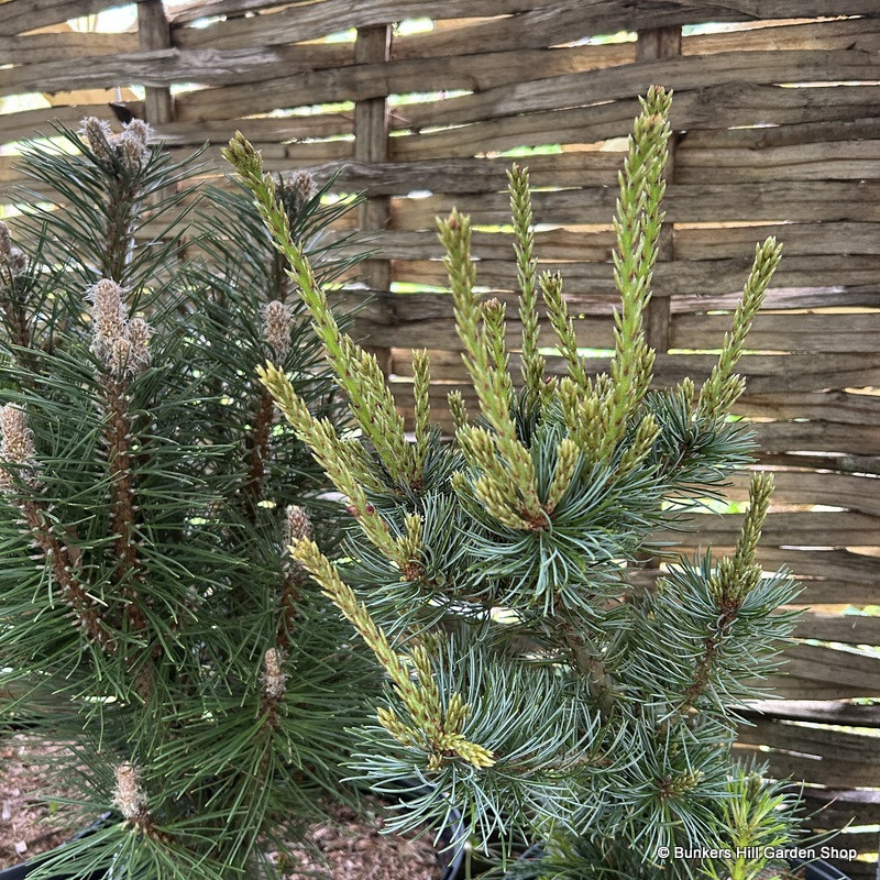 Pinus parviflora 'Negishii' 5L