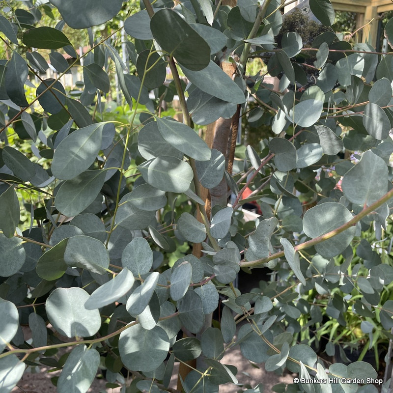 Eucalyptus gunnii (350-400cm)