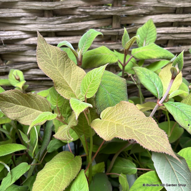 Hydrangea aspera 'Anthony Bullivant'