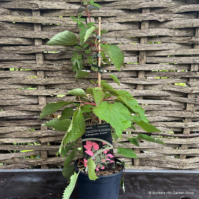 Schizophragma hydrangoides 'Roseum'