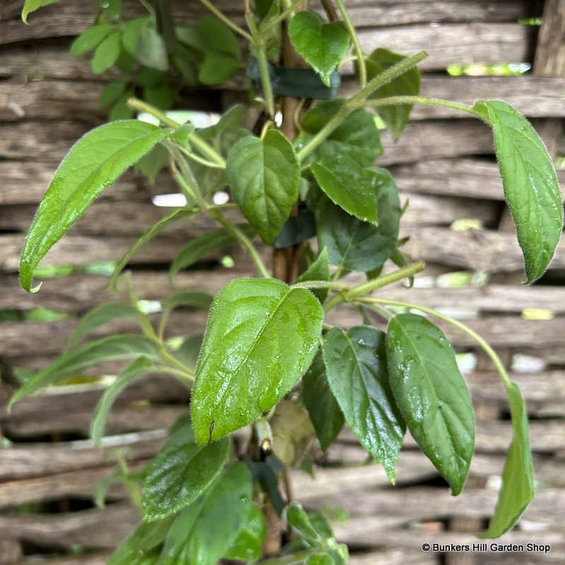 Schizophragma fraurii 'Angel Wings'