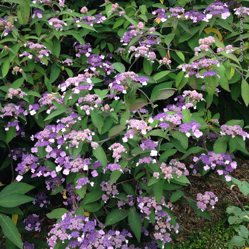 Hydrangea aspera 'Farrell'