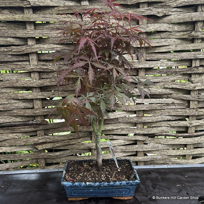 Acer palmatum bonsai outdoor 25cm