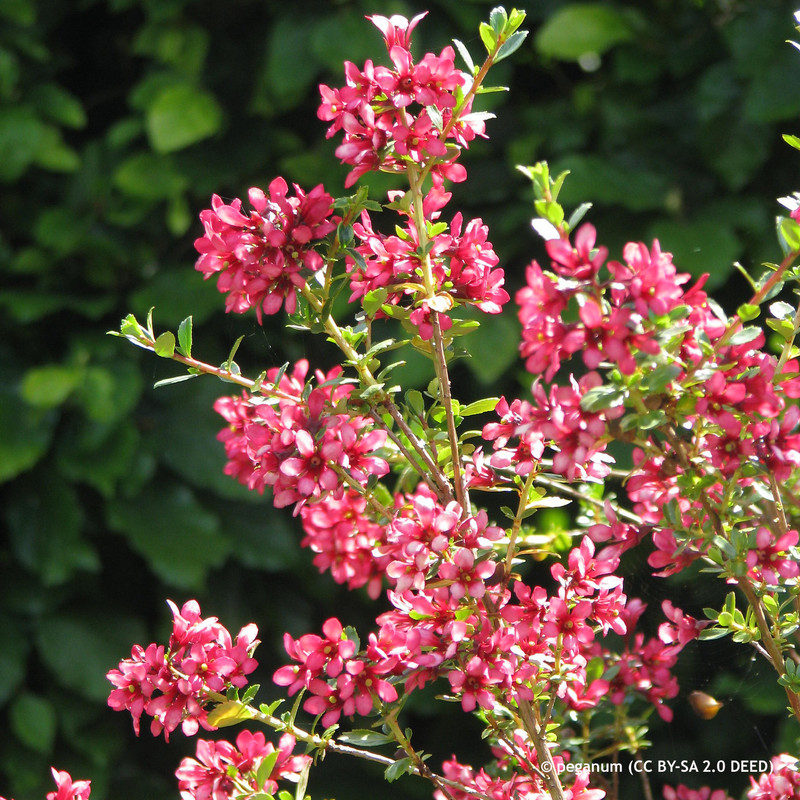 Escallonia 'Red Elf' 3L