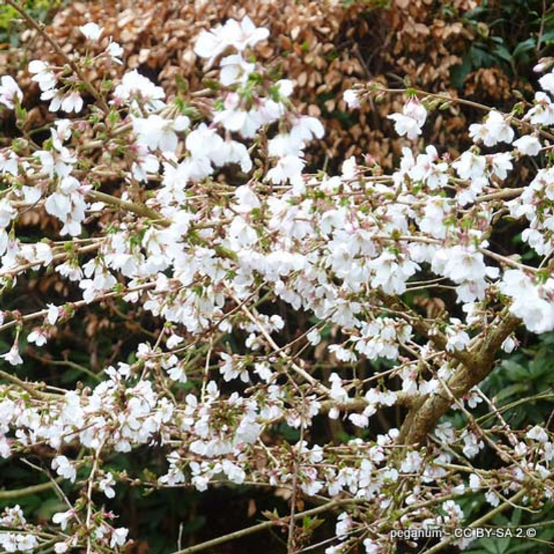 Prunus x subhirtella 'Autumnalis' (Flowering Cherry) - 200/250cm