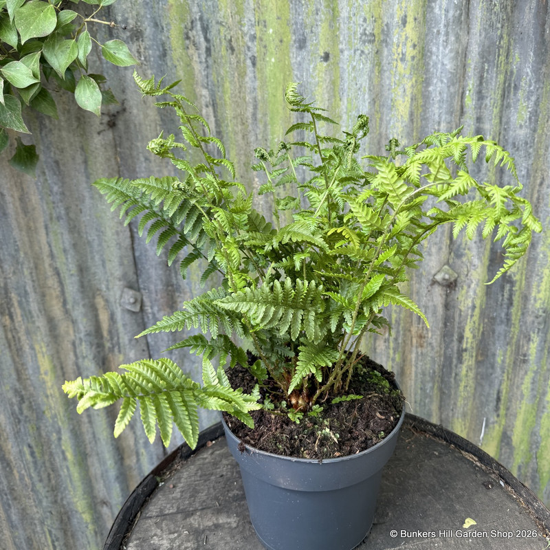 Polystichum braunii 5L