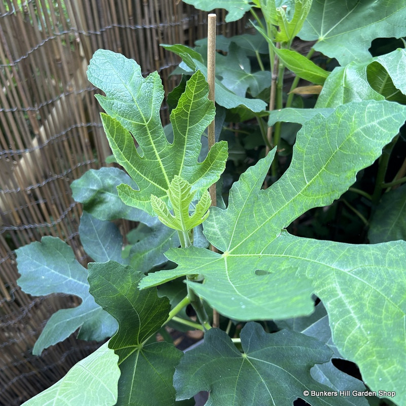 Ficus 'Osborne Prolific' (Fig) 90-120cm (10L)
