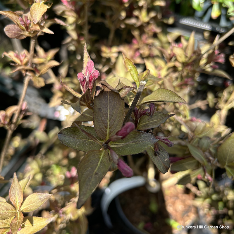 Weigela florida 'Victoria' - 3ltr pot