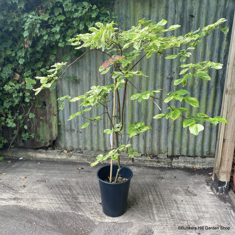 Cornus alternifolia 'Golden Shadow'