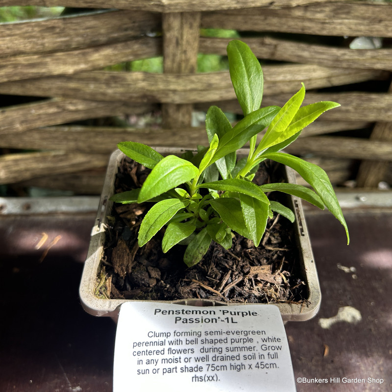 Penstemon 'Purple Passion' 1ltr pot