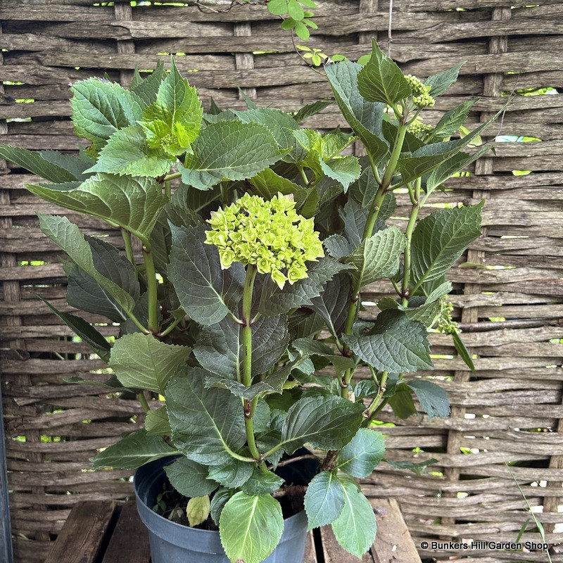 Hydrangea macro. - large
