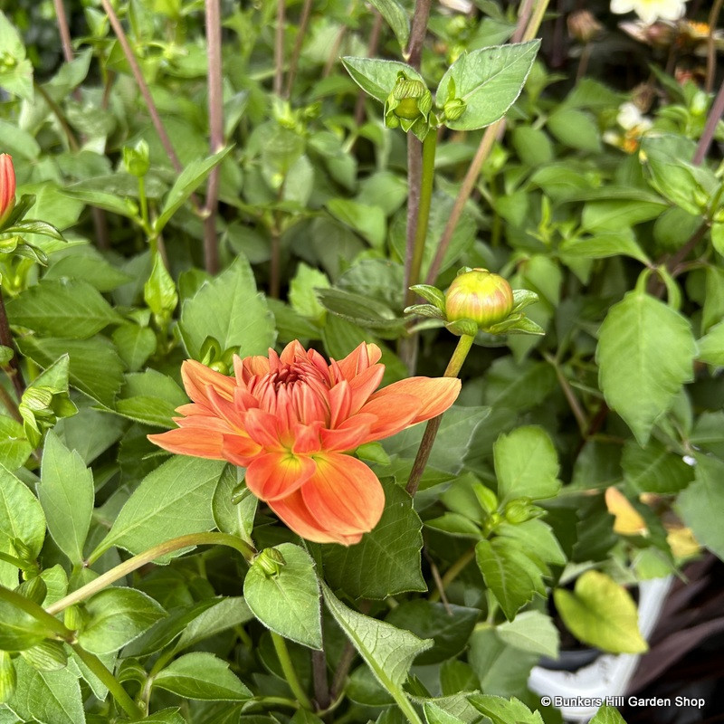 Dahlias (mixed)