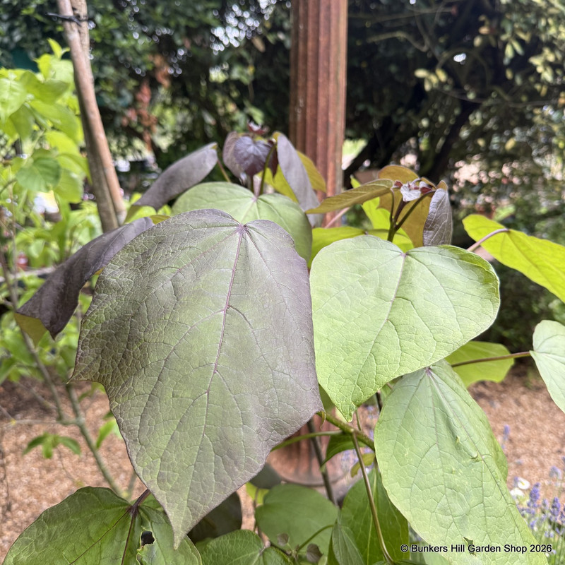 Catalpa purpurea 27L bag