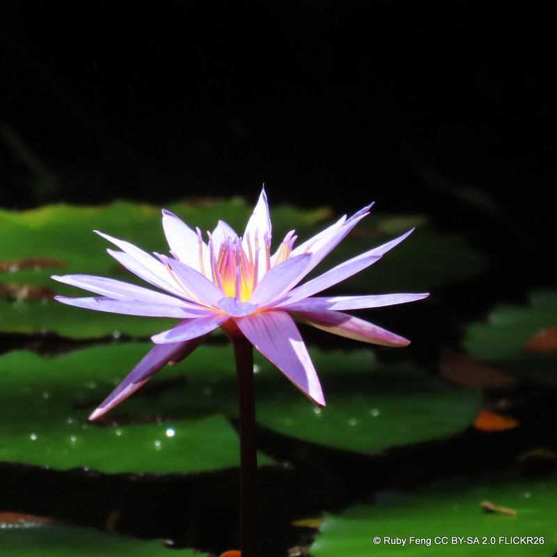 Nymphaea (Water Lily) 'Barbara Dobbins' 3ltr