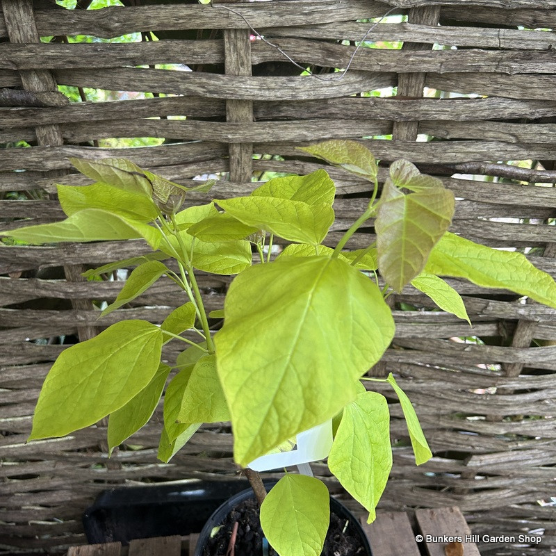 Catalpa bignoides 'Aurea' (Golden Indian Bean Tree) 5L