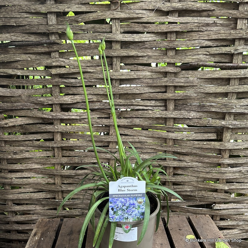 Agapanthus 'Blue Storm'