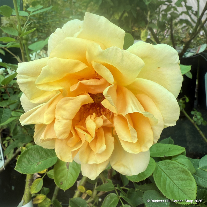 Dreaming Spires - Climbing Rose